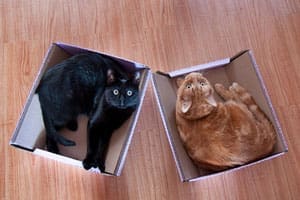 organizing the cats into boxes organizing the cats into boxes