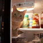 Organizing the Refrigerator – November 2012 Professional Organizers Blog Carnival