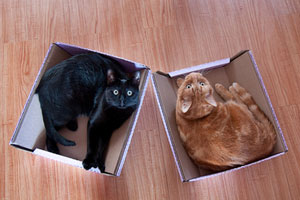 organizing the cats into boxes