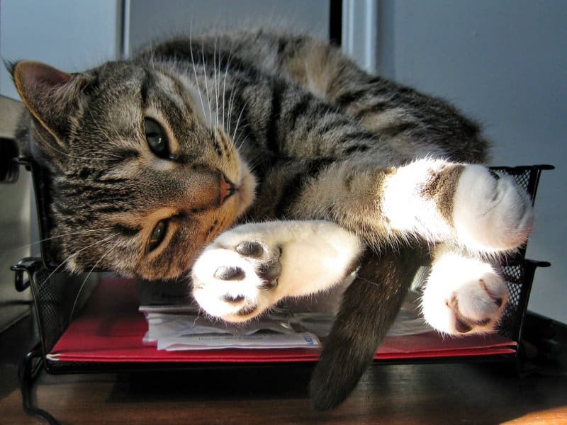 pet organizing pet organizing