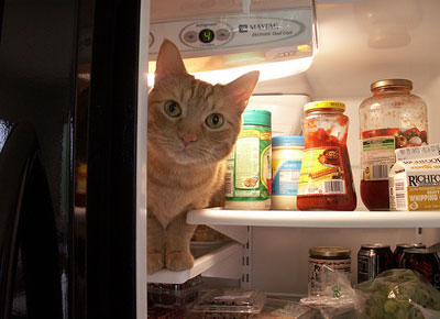 cats do not belong in the fridge