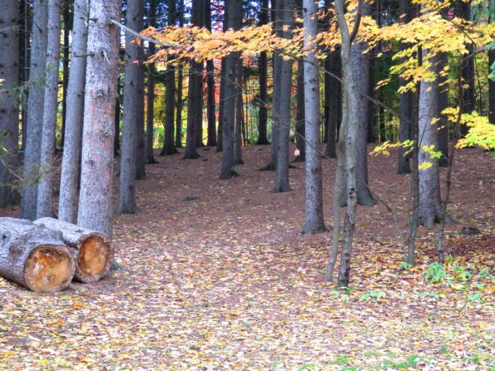 a horizontal photo of the woods