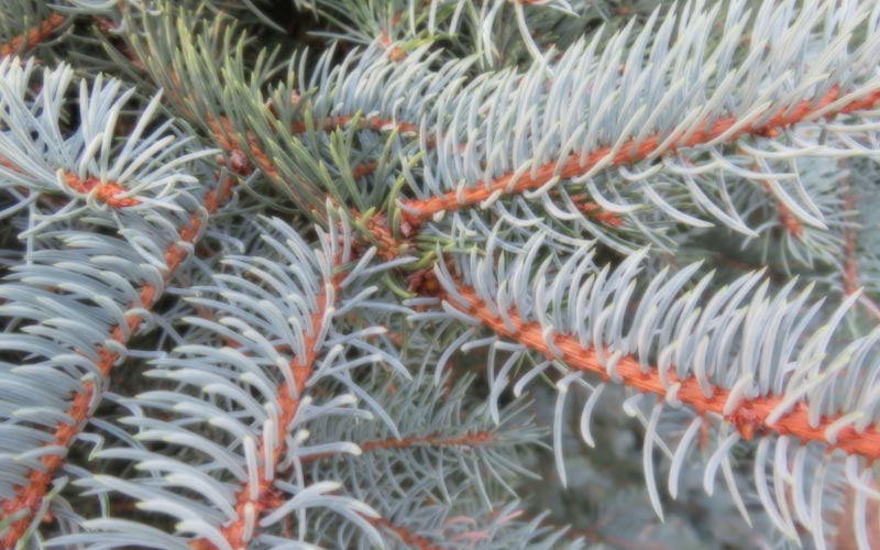 Evergreen tree branches, representing evergreen content