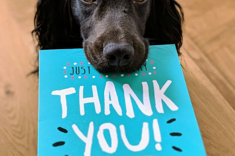 Photo of a dog with a THANK YOU card in his mouth